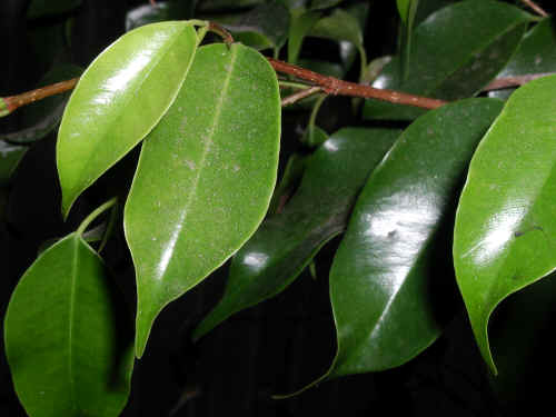Ficus benjamina